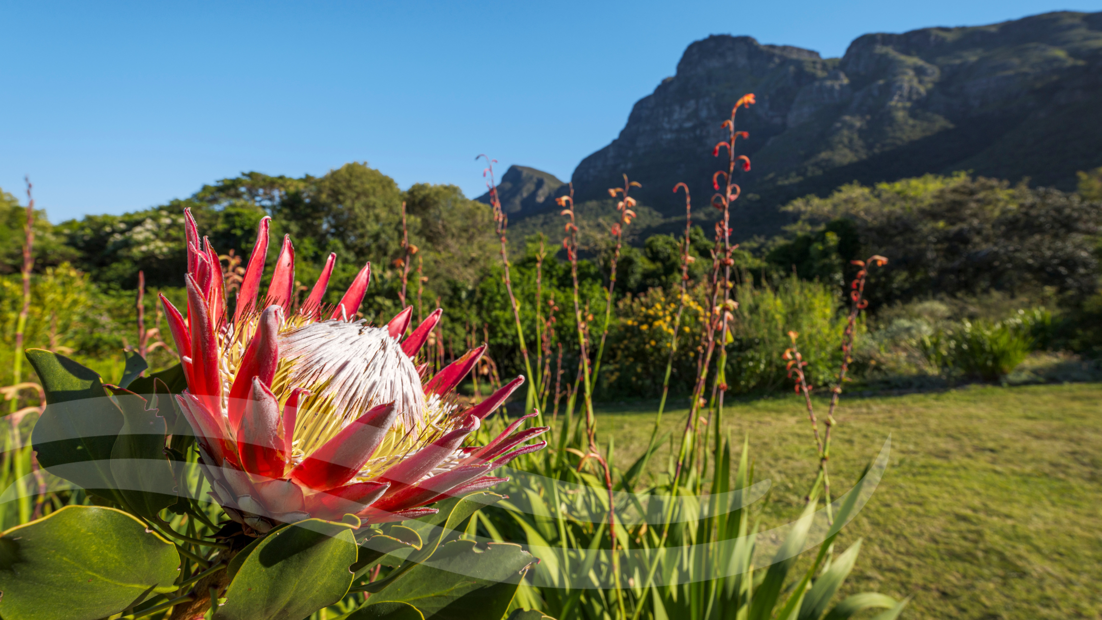 Africa in Bloom: How South African Flowers Reach the World